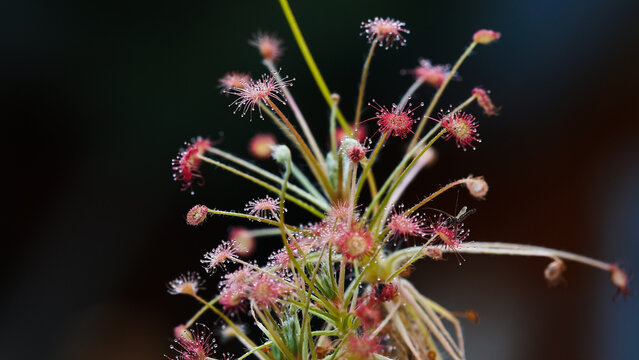 Drosera paradoxa
