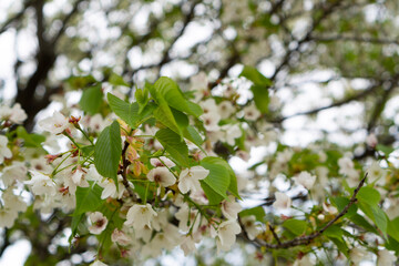 apple tree blossom