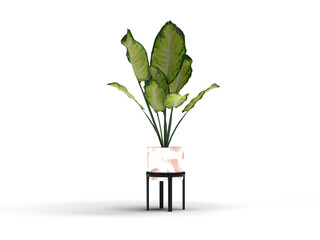 3d rendering plant illustration isolated. useful for decoration concept design.