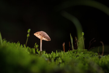 mushroom in the grass