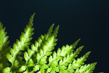 Macro shot of fern leaf with white bugs
