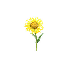 Fototapeta premium watercolor drawing flower of willowleaf yellowhead , Irish fleabane, Inula salicina isolated at white background , hand drawn botanical illustration