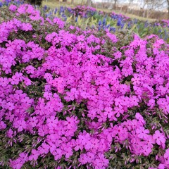 pink and purple flowers