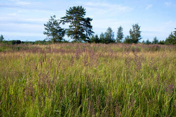 Beautiful landscape of the Russian North in the leningrad region Summer landscape cloudy sky and blooming Ivan-tea in the Leningrad region.