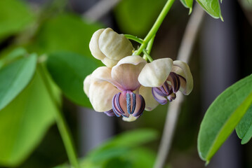 Obraz premium アケビの雄花