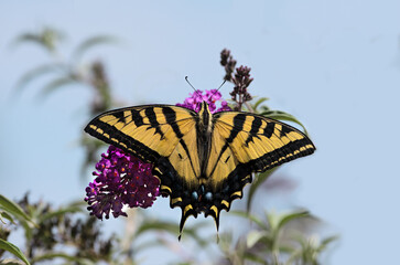 Image of a female Tiger Swallowtail butterfly shown feeding on a magenta flower.