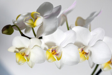 Fototapeta na wymiar Blooming white orchids