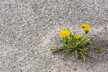 spring yellow dandelion flowers grows on gray asphalt background. symbol of strength and vitality. ecology concept.