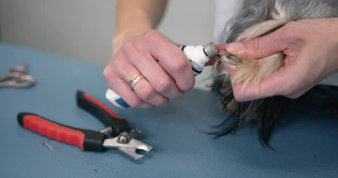 Crop vet nurse filing claws of small dog in modern clinic