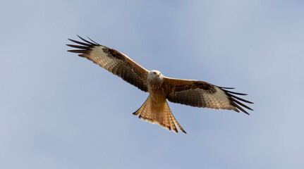 Rotmilan im Flug