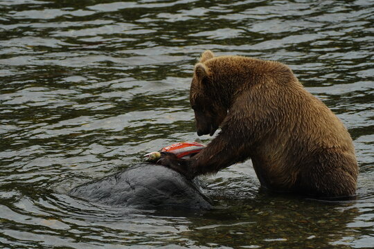Katmai grizzly bears catching salmon