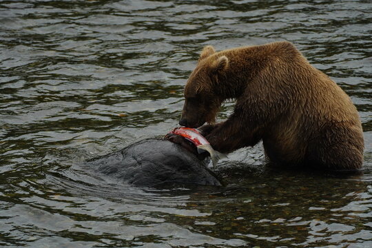 Katmai grizzly bears catching salmon