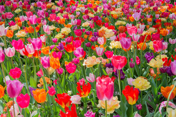 Fototapeta premium チューリップ チューリップ畑 花 色鮮やか