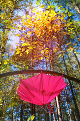 Autumn scene. Pink umbrella on autumn tree in the forest, soft light and shadow