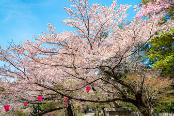 満開の桜　青空背景
