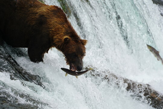Katmai grizzly bears catching salmon