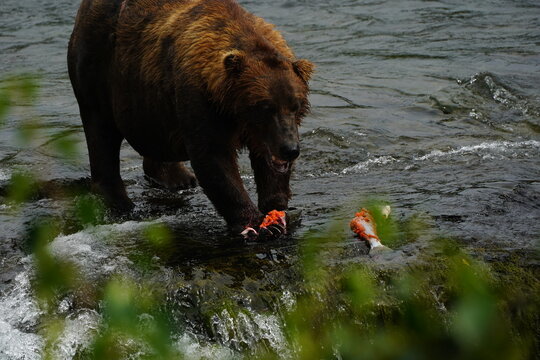 Katmai grizzly bears catching salmon