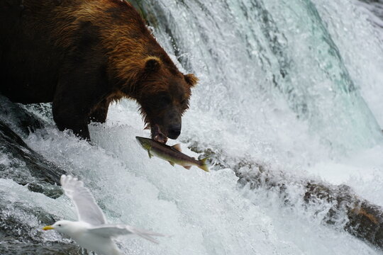 Katmai grizzly bears catching salmon