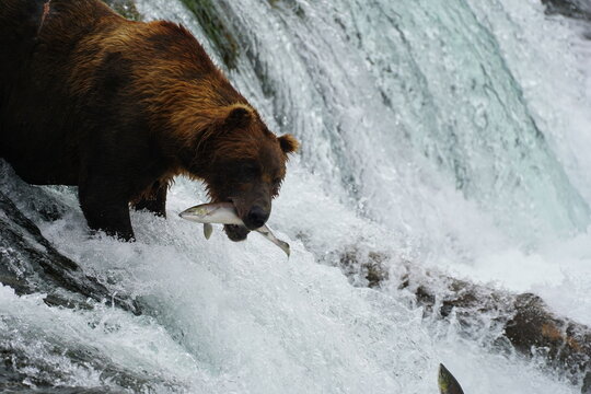 Katmai grizzly bears catching salmon