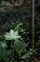 green Plants with large leaves. spotlight