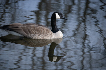 country goose branta canadensis