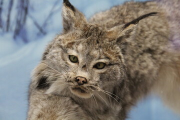 lynx in the snow