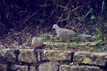Couple de tourterelles .