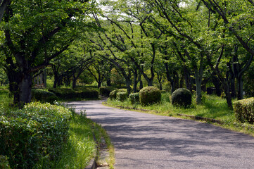 A park without people in the morning, a walking path surrounded by trees and grass with fresh green leaves.