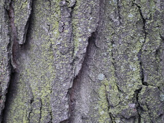 bark of a tree with moss