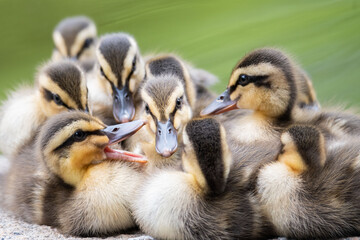 カルガモの親子