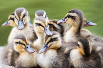 カルガモの親子