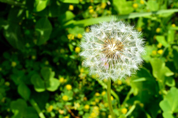 Close-up of dandelion fluff that creates a geometric pattern in the sunlight.