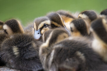 カルガモの親子