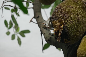 Naklejka na ściany i meble Tropical fruit jackfruit destroyed by squirrels