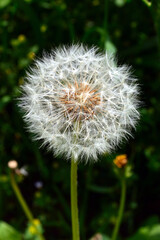 Close-up of dandelion fluff that creates a geometric pattern in the sunlight.