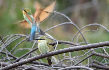 A pair of vibrant coloured birds