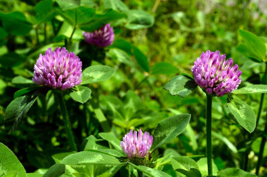 Group shot of red clover flowers blooming in full sunlight.