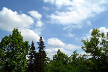 Trees grow toward the sky. Clouds are scattered in the sky.