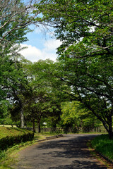 A park without people in the morning, a walking path surrounded by trees and grass with fresh green leaves.
