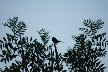 silhouette of a bird amongst branches 