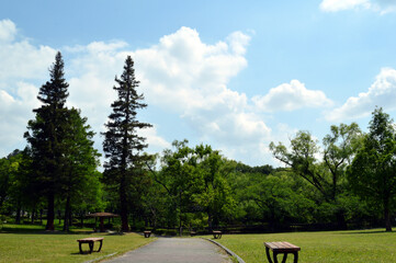 A park without people in the morning, the sun shines brightly on trees and the ground, and there are clouds in the blue sky.