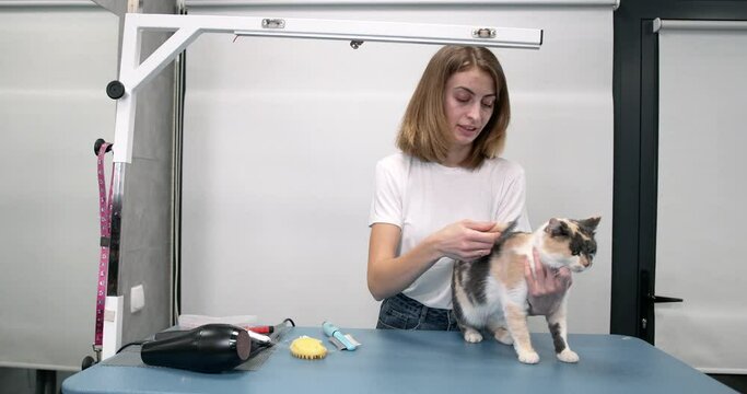 Groomer brushing cute funny cat in salon
