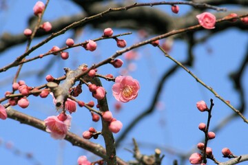 早春の梅の花