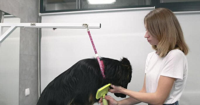 Pet hairdresser woman cutting fur of cute black dog