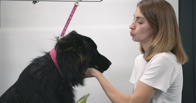 Pet hairdresser woman cutting fur of cute black dog