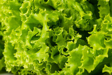 fresh green lettuce salad closeup, macro photography