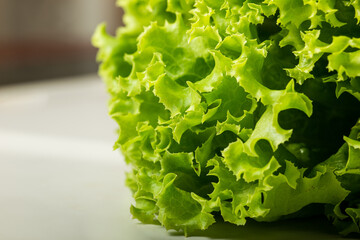fresh green lettuce salad closeup, macro photography