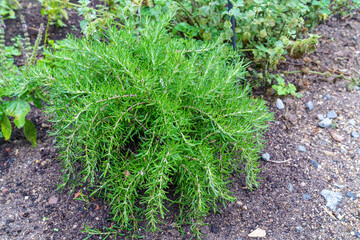 Fresh rosemary growing in a garden