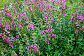 Teucrium lucydris plants, pink inflorescence. Medicinal herb.
