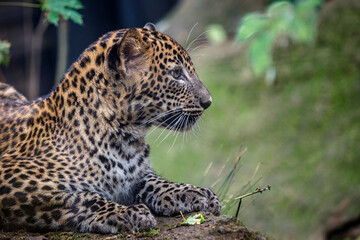 Young Sri lankan leopard, Panthera pardus kotiya